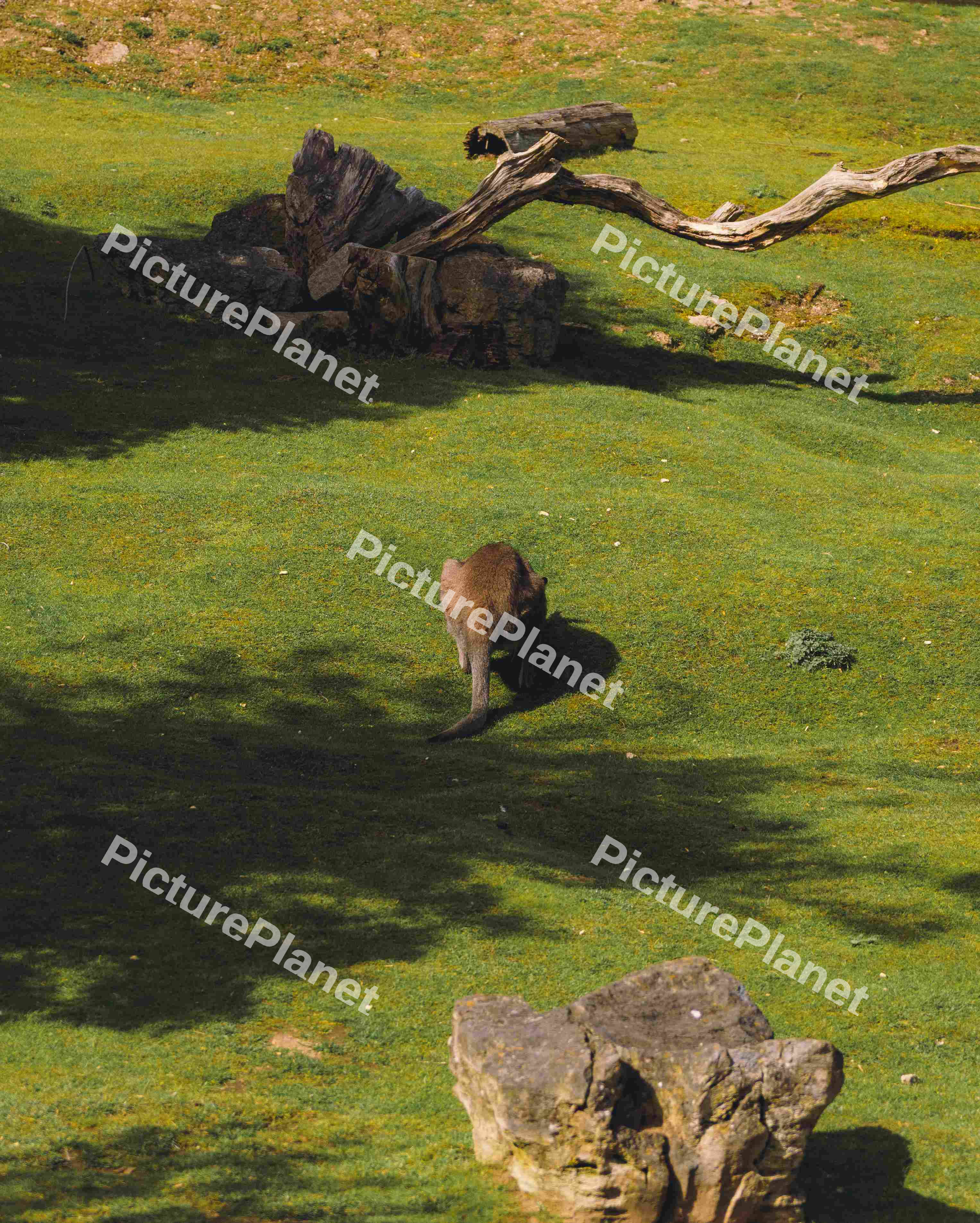 Kangaroo Grazing